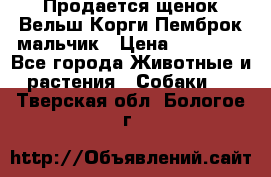 Продается щенок Вельш Корги Пемброк мальчик › Цена ­ 65 000 - Все города Животные и растения » Собаки   . Тверская обл.,Бологое г.